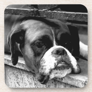 Boxer Dog an der Küste von Windows Getränkeuntersetzer