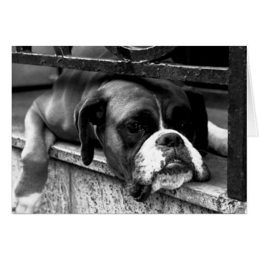 Boxer Dog auf Windows-Gccm-nm (Vorderseite (Horizontal))