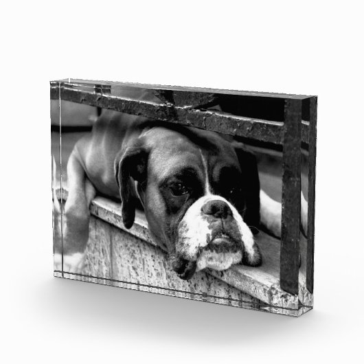 Boxer Dog auf Windows pbcna Fotoblock (Rechts)