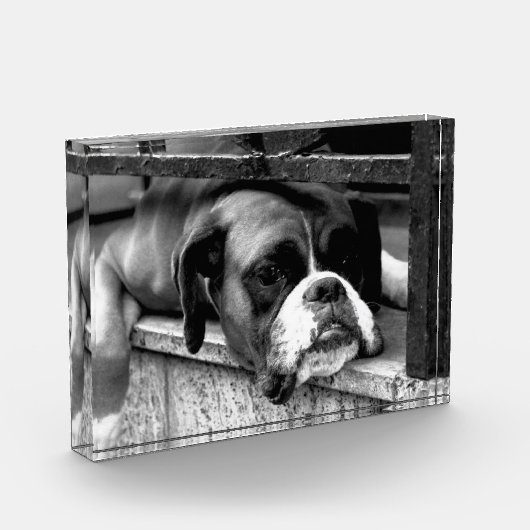 Boxer Dog auf Windows pbcna Fotoblock (Links)
