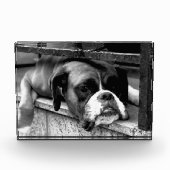 Boxer Dog auf Windows pbcnm Fotoblock (Vorderseite)