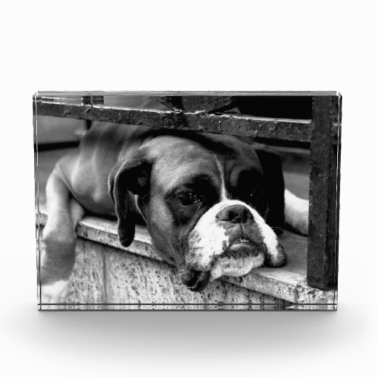 Boxer Dog auf Windows pbcnm Fotoblock (Vorderseite)
