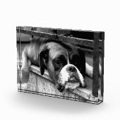 Boxer Dog auf Windows pbcnm Fotoblock (Rechts)