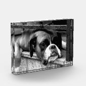 Boxer Dog auf Windows pbcnm Fotoblock (Links)
