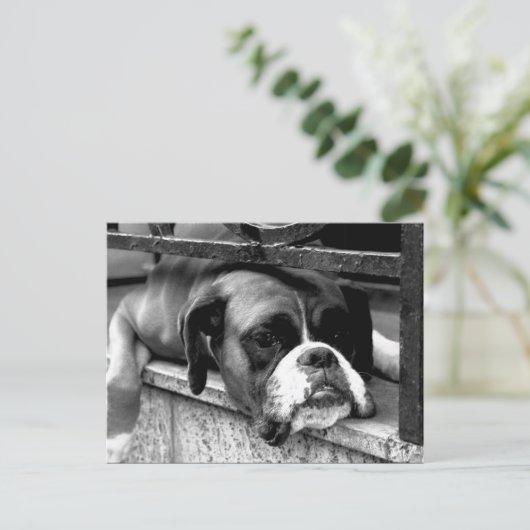 Boxer Dog auf Windows PC arc2 Postkarte (Stehend Vorderseite)