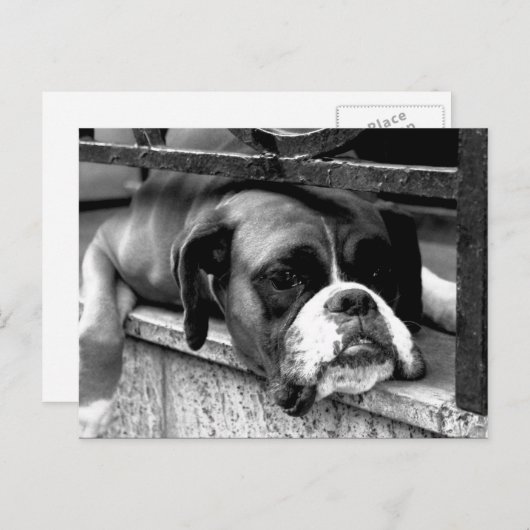 Boxer Dog auf Windows PC arc2 Postkarte (Vorne/Hinten)