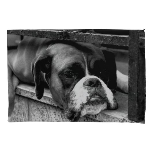 Boxer Dog auf Windows PCI Kissenbezug (Vorderseite)