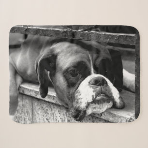 Boxer Dog auf Windows sbcn Sherpadecke