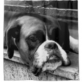 Boxer Dog auf Windows sccna Duschvorhang (Vorderseite)