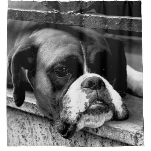 Boxer Dog auf Windows sccna Duschvorhang (Vorderseite)