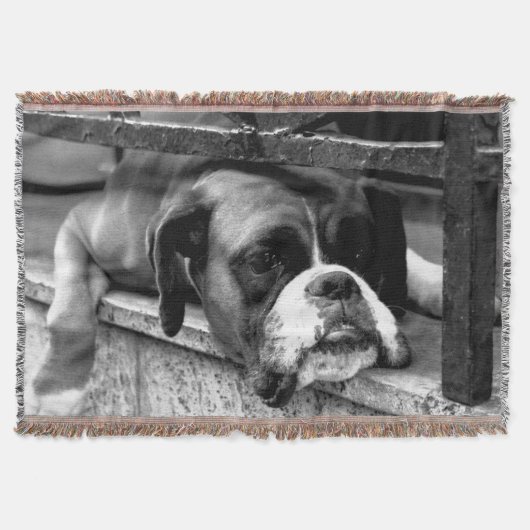Boxer Dog auf Windows tbcnm Decke (Vorderseite)