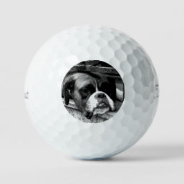 Boxer Dog auf Windows tpv1 gbcna Golfball