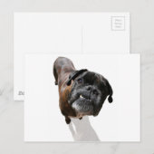 Boxer Dog Breed Postkarte (Vorne/Hinten)