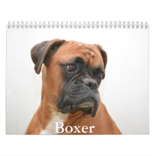 Boxer Dog Calendar Kalender