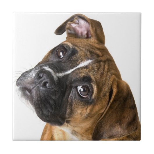 Boxer dog decorative tile fliese (Vorderseite)