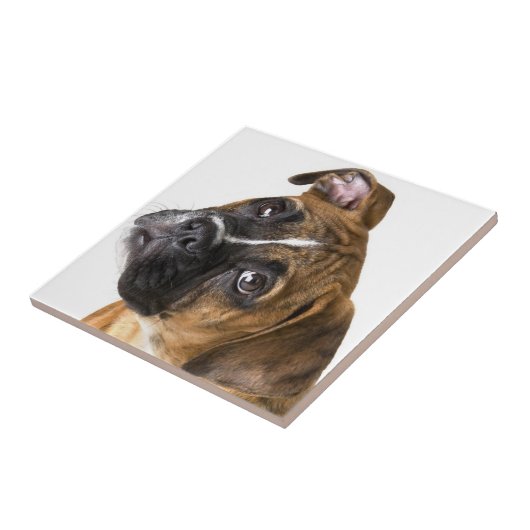 Boxer dog decorative tile fliese (Seite)
