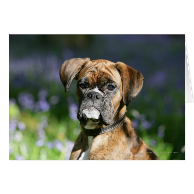 Boxer Dog Headshot (Vorderseite (Horizontal))