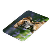 Boxer Dog Headshot Magnet (Linke Seite)