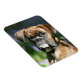 Boxer Dog Headshot Magnet (Rechte Seite)