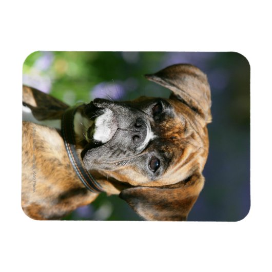 Boxer Dog Headshot Magnet (Horizontal)