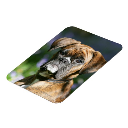 Boxer Dog Headshot Magnet (Linke Seite)