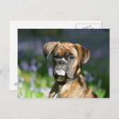 Boxer Dog Headshot Postkarte (Vorne/Hinten)