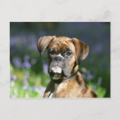 Boxer Dog Headshot Postkarte (Vorderseite)