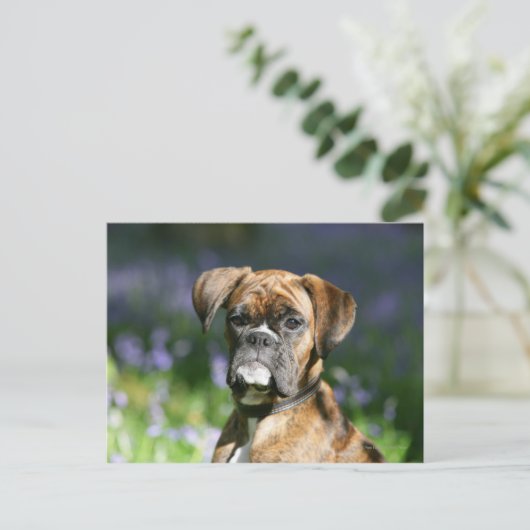 Boxer Dog Headshot Postkarte (Stehend Vorderseite)