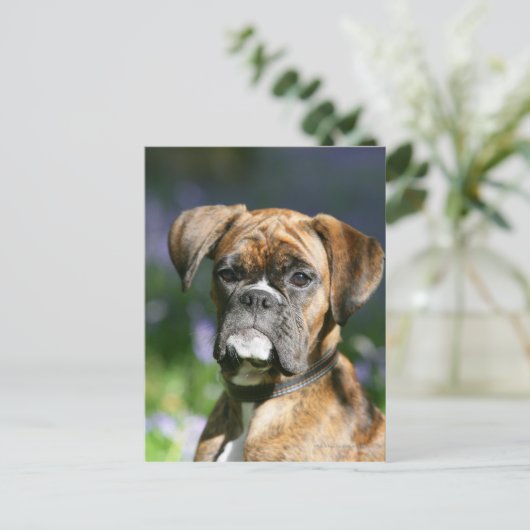 Boxer Dog Headshot Postkarte (Stehend Vorderseite)