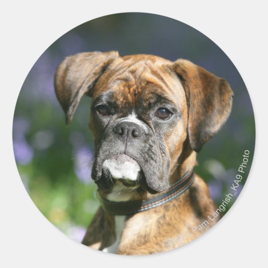Boxer Dog Headshot Runder Aufkleber (Vorderseite)