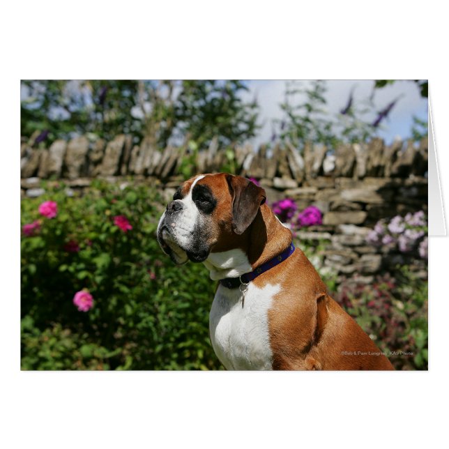 Boxer Dog in den Blume (Vorderseite (Horizontal))