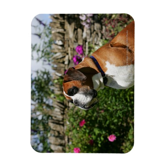 Boxer Dog in den Blume Magnet (Vertikal)