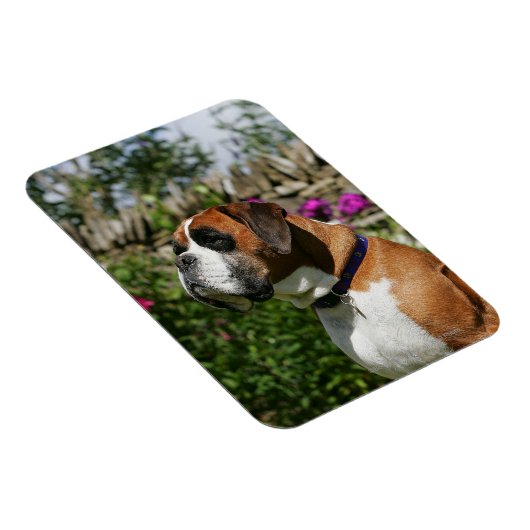 Boxer Dog in den Blume Magnet (Rechte Seite)