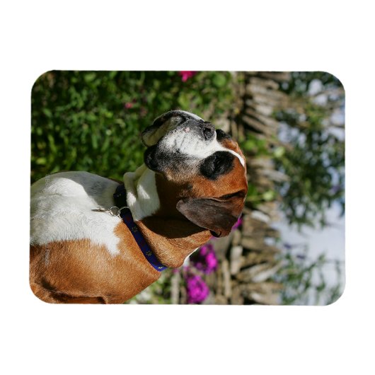 Boxer Dog in den Blume Magnet (Horizontal)