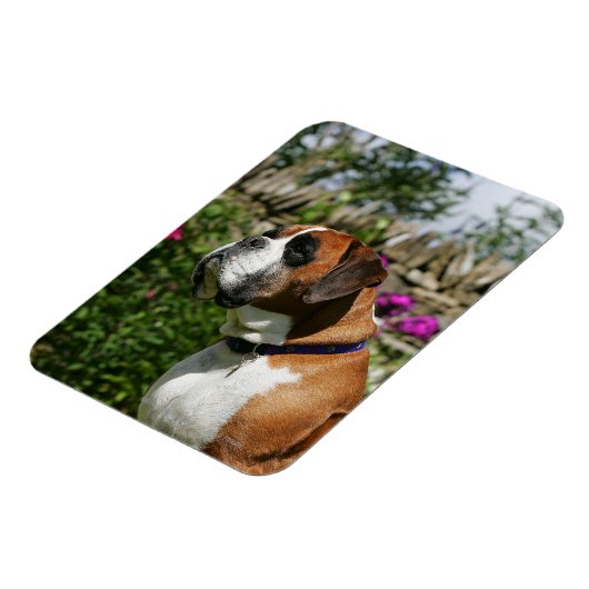 Boxer Dog in den Blume Magnet (Linke Seite)