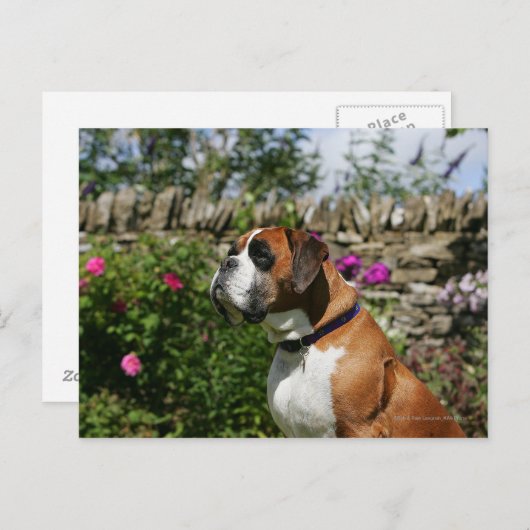 Boxer Dog in den Blume Postkarte (Vorne/Hinten)