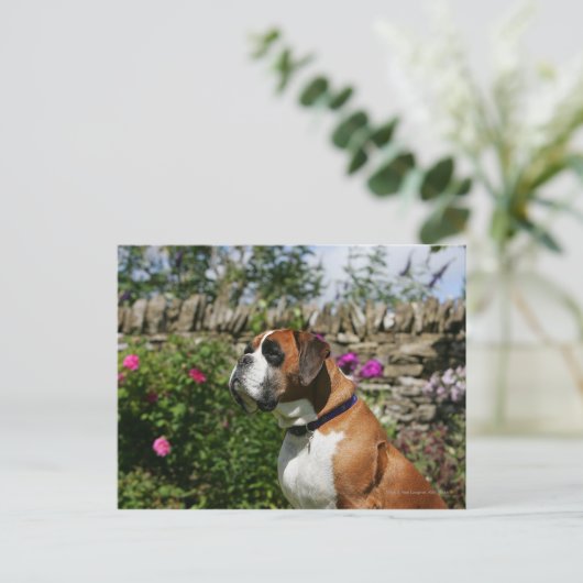 Boxer Dog in den Blume Postkarte (Stehend Vorderseite)
