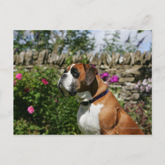 Boxer Dog in den Blume Postkarte