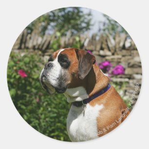 Boxer Dog in den Blume Runder Aufkleber