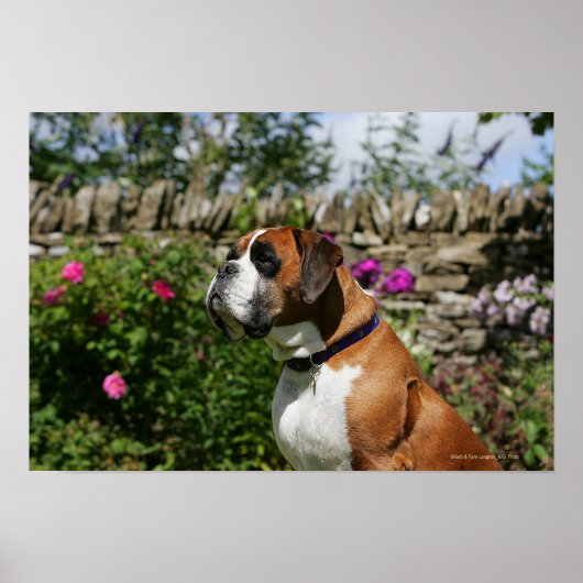 Boxer Dog in the Flowers Poster (Vorne)