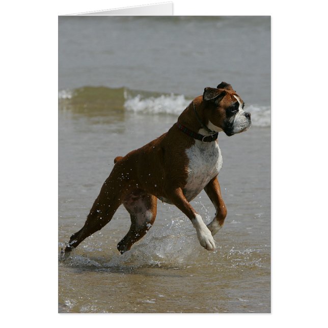 Boxer Dog in Wasser (Vorne)