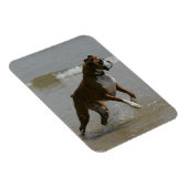 Boxer Dog in Wasser Magnet (Rechte Seite)