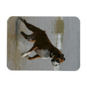 Boxer Dog in Wasser Magnet (Horizontal)