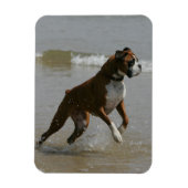 Boxer Dog in Wasser Magnet (Vertikal)