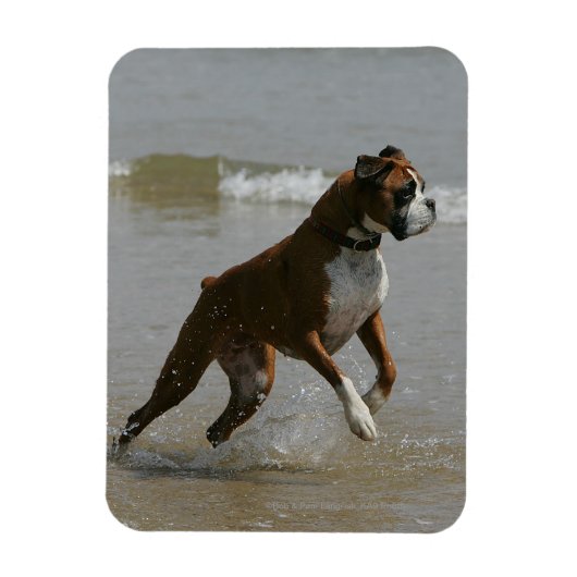 Boxer Dog in Wasser Magnet (Vertikal)