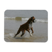 Boxer Dog in Wasser Magnet (Horizontal)