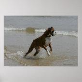 Boxer Dog in Wasser Poster (Vorne)