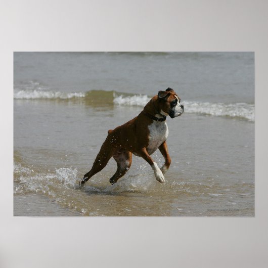 Boxer Dog in Wasser Poster (Vorne)