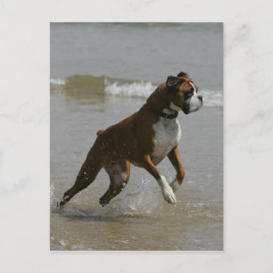 Boxer Dog in Wasser Postkarte