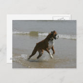 Boxer Dog in Wasser Postkarte (Vorne/Hinten)